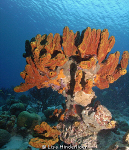 Sponge sculpture-Bonaire by Lisa Hinderlider 